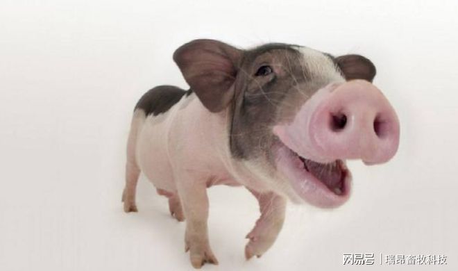 专业养猪人提醒：在养猪的道路上这些弯路不必走！