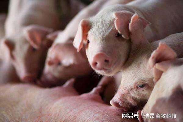 专业养猪人提醒：在养猪的道路上这些弯路不必走！(图4)