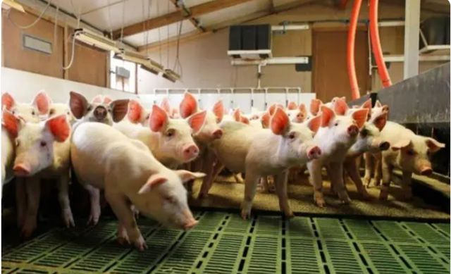 凯发国际全球最大养猪国丹麦这30个孤陋寡闻的冷知识你了解几个？(图4)