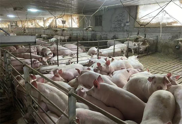 仁怀：畜牧业向“新”进助推产业发展(图3)