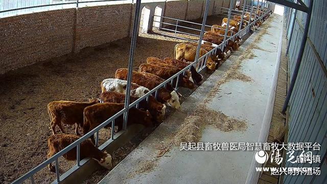 凯发国际智慧+生态陕西移动助力延安吴起打造畜牧业发展新模式