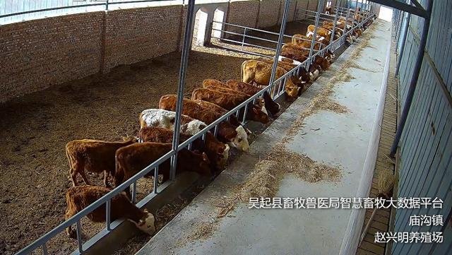 智慧乡村赋能振兴陕西移动助力延安吴起打造畜牧业发展新模式