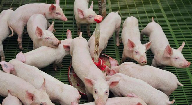 楼房养猪可行吗？楼房养猪简单吗？的优缺点？(图2)