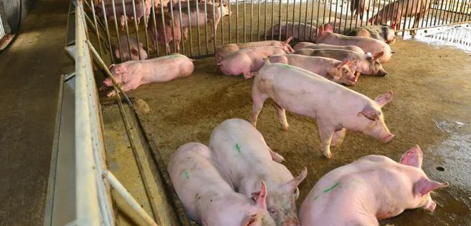 楼房养猪可行吗？楼房养猪简单吗？的优缺点？(图4)