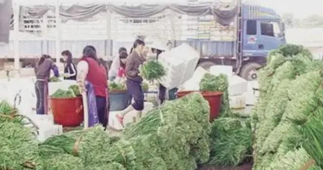 凯发国际广东农村娃考上北大全村为其凑路费38年后每家获赠一栋别墅(图17)