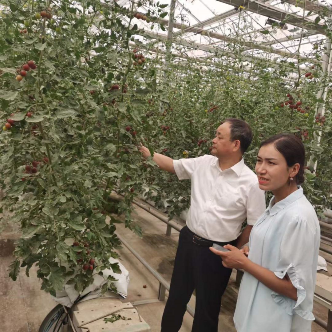 ag凯发上海市农业科学院考察莎车县设施农业发展情况(图2)