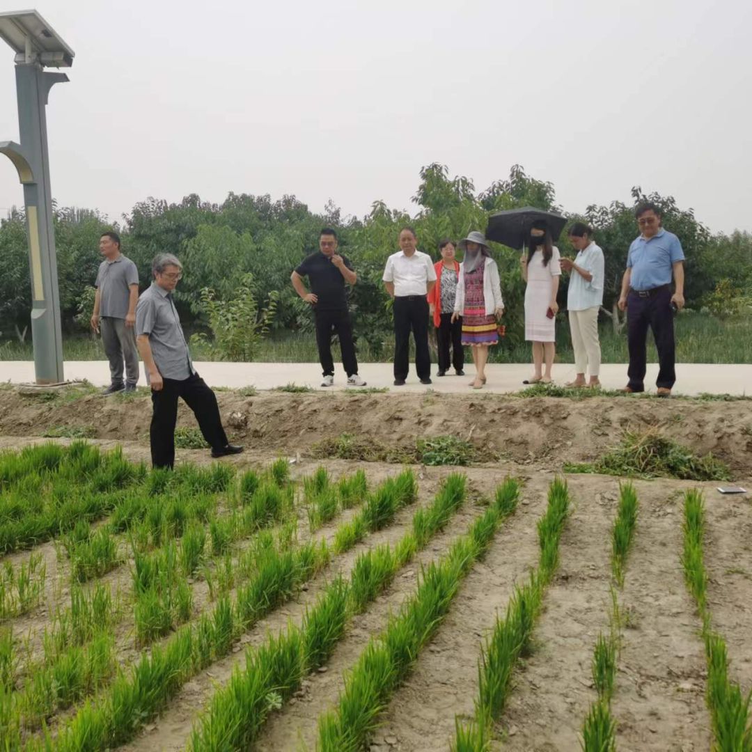 ag凯发上海市农业科学院考察莎车县设施农业发展情况(图3)