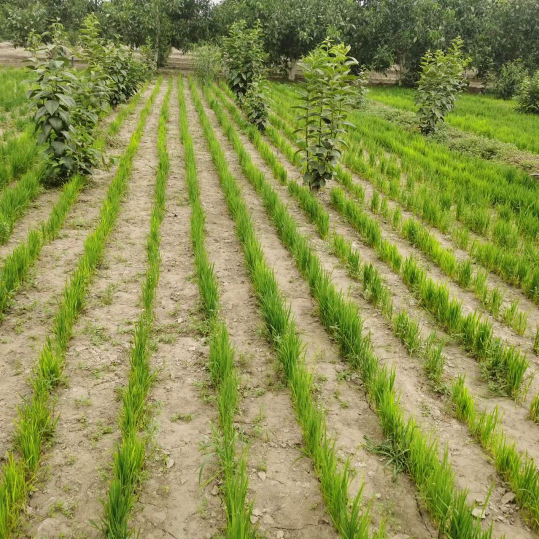 ag凯发上海市农业科学院考察莎车县设施农业发展情况(图4)