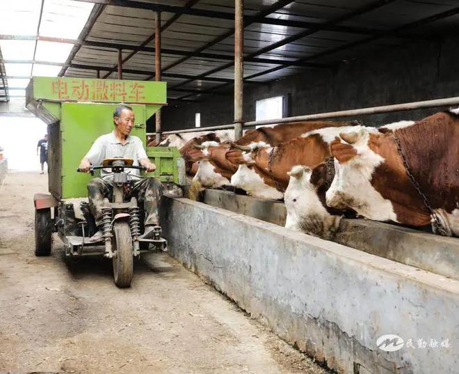 【民勤融媒乡村行——西渠镇】发展设施畜牧业拓宽群众致富路(图2)