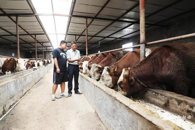 【民勤融媒乡村行——西渠镇】发展设施畜牧业拓宽群众致富路