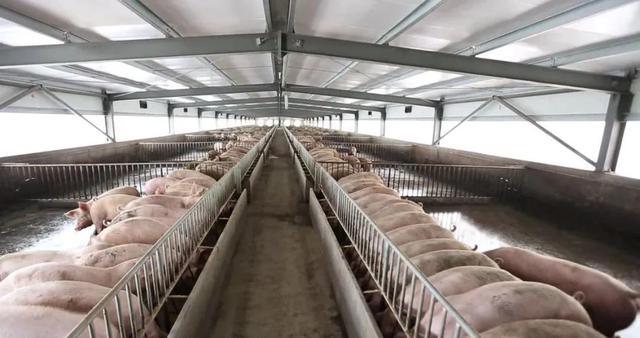 “金奖”背后——上海松林食品（集团）有限公司董事长王龙钦(图2)