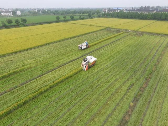 “金奖”背后——上海松林食品（集团）有限公司董事长王龙钦(图6)