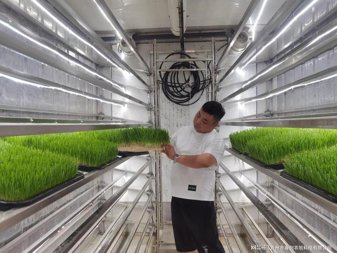 从源头把控品质：水培牧草设备为畜牧业提供安全的优质饲料！