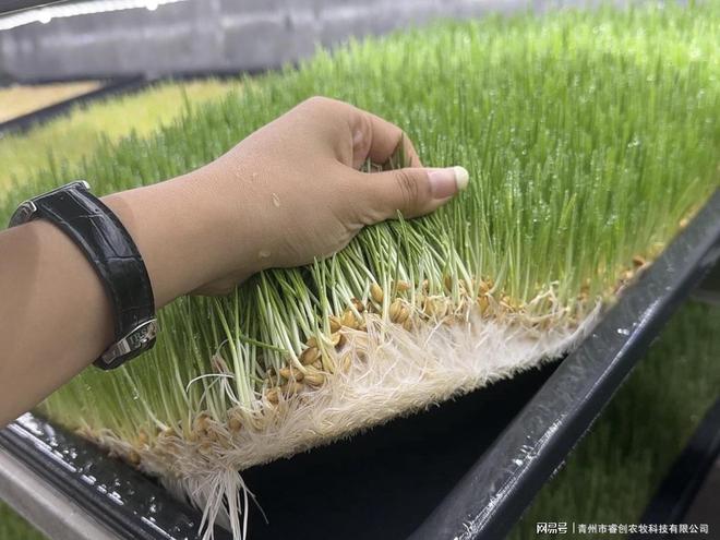从源头把控品质：水培牧草设备为畜牧业提供安全的优质饲料！(图2)