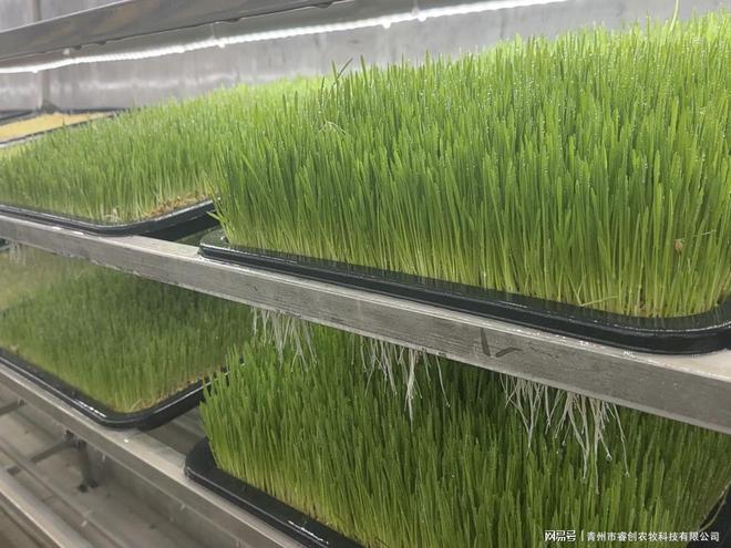 从源头把控品质：水培牧草设备为畜牧业提供安全的优质饲料！(图4)