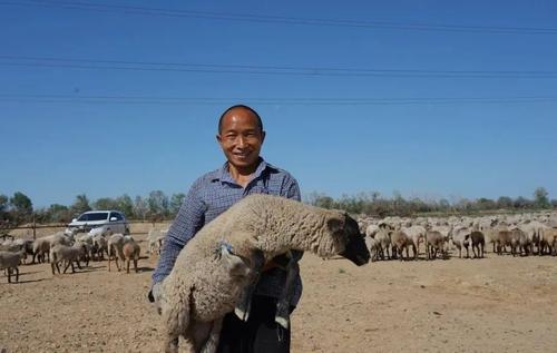 【高质量发展调研行】一八八团：军垦肉羊养殖规模化推动畜牧业转型升级ag凯发(图2)