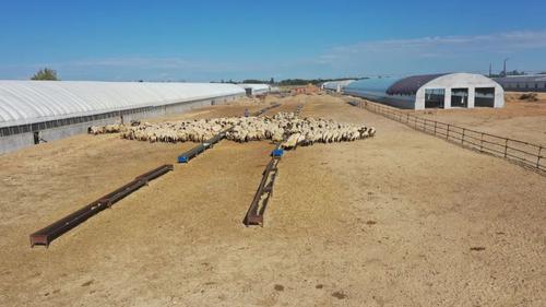 【高质量发展调研行】一八八团：军垦肉羊养殖规模化推动畜牧业转型升级ag凯发