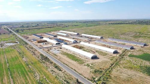 【高质量发展调研行】一八八团：军垦肉羊养殖规模化推动畜牧业转型升级ag凯发(图3)