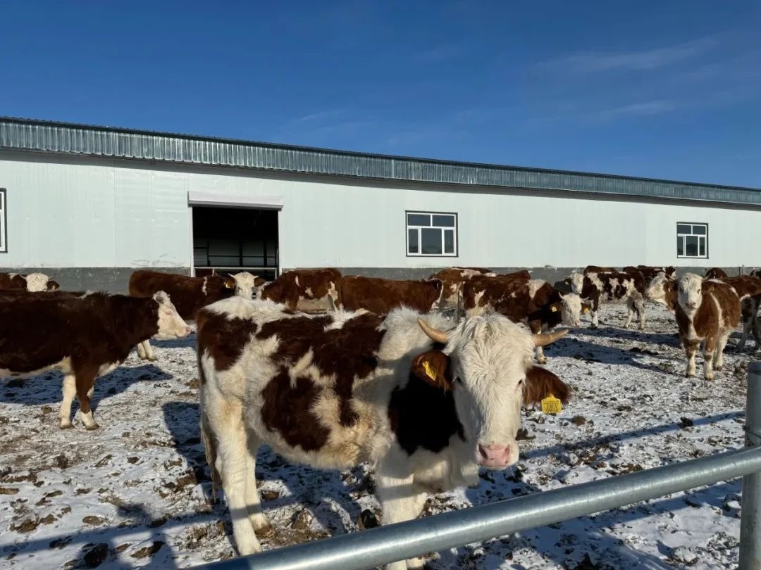 内蒙古兴安盟推动畜牧业转型升级解决草原过牧问题