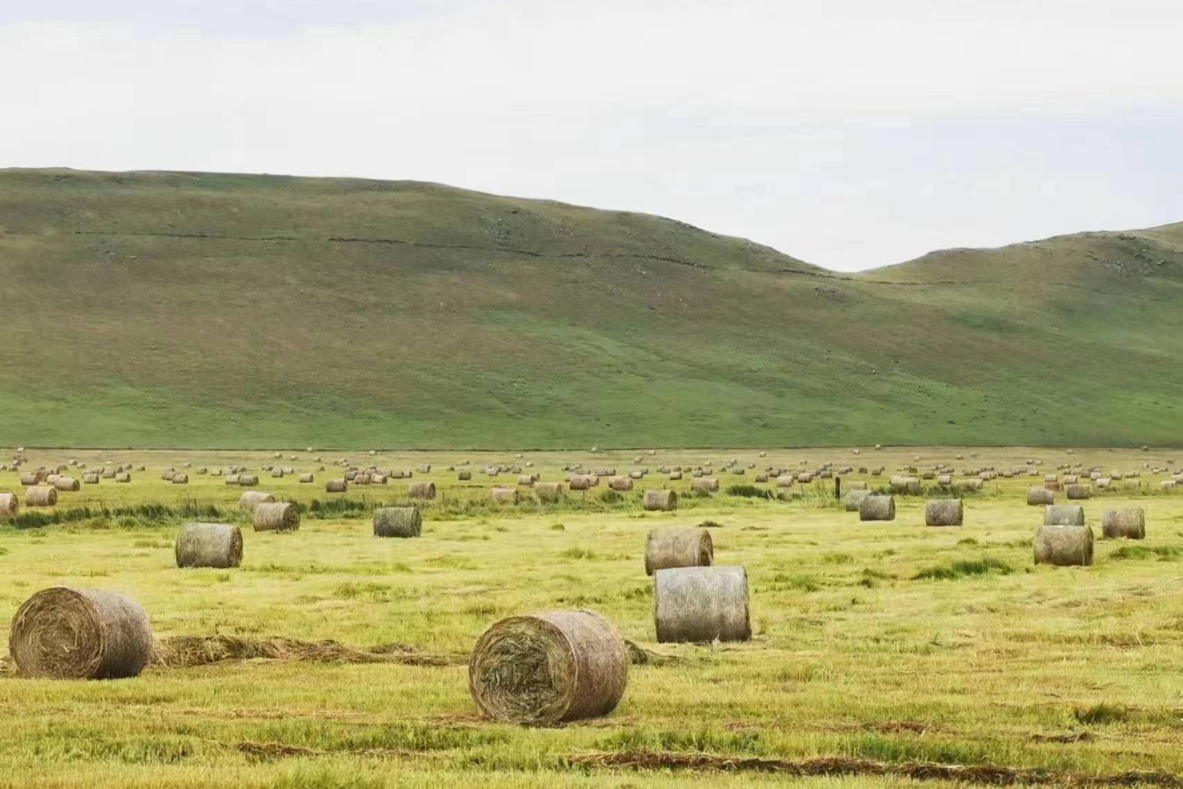 内蒙古兴安盟推动畜牧业转型升级解决草原过牧问题(图2)
