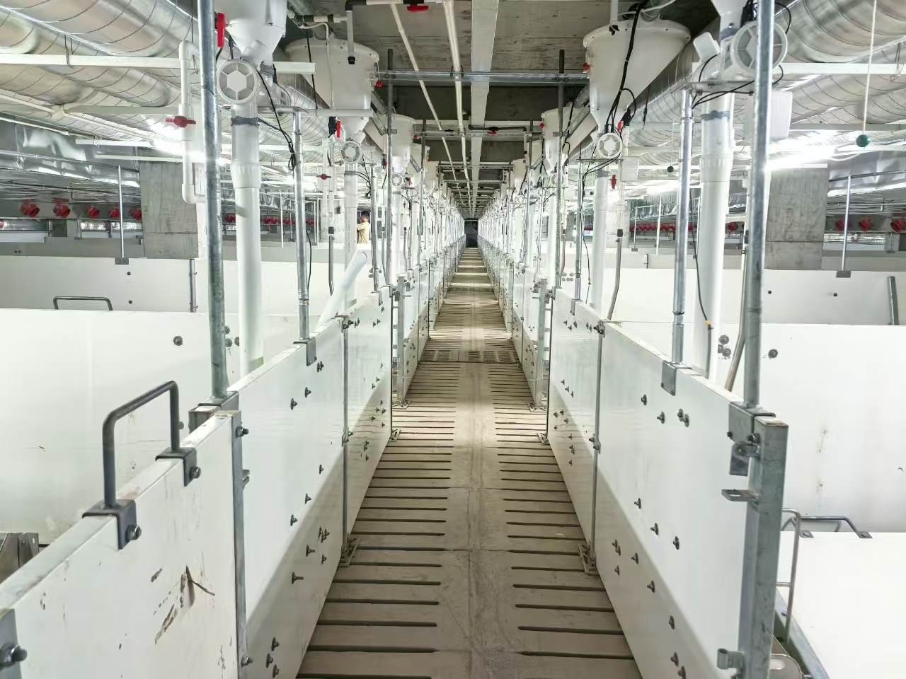 四川安岳县楼房养猪项目预计本月竣工(图2)