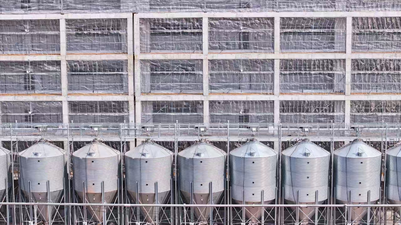 四川安岳县楼房养猪项目预计本月竣工(图3)