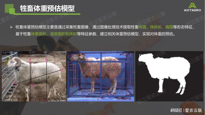 智慧牛只AI视觉识别：开启畜牧业保险与监管的智能时代(图5)