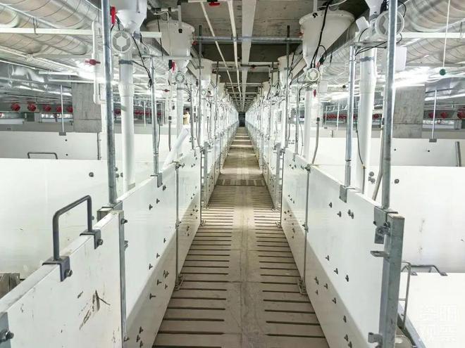 ag凯发小猪住高楼！资阳“楼房养猪”项目预计本月竣工(图2)