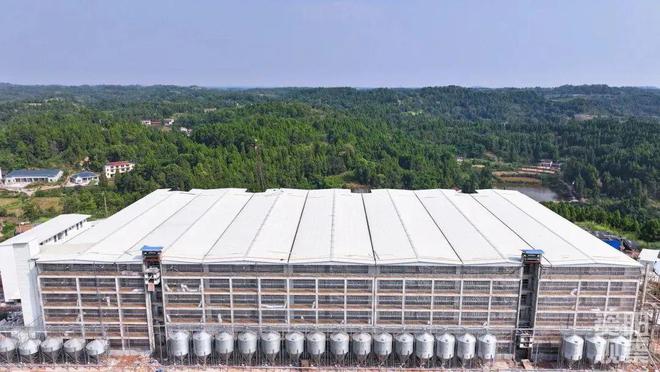 ag凯发小猪住高楼！资阳“楼房养猪”项目预计本月竣工