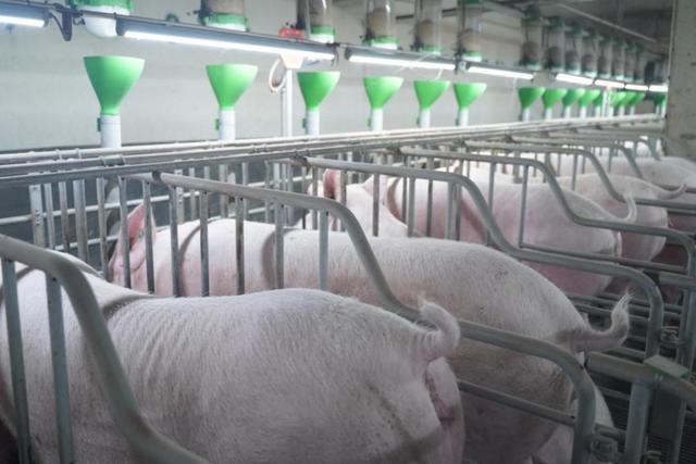 5G+云端中国移凯发旗舰厅动广西公司联合打造5G智能设施楼房猪场(图4)