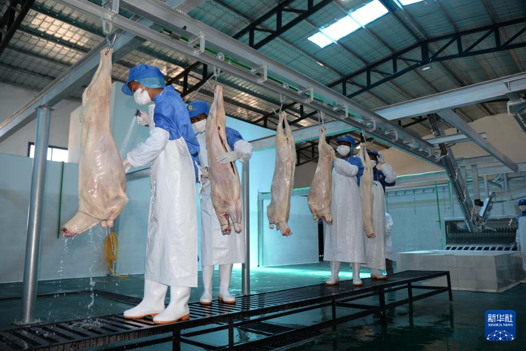 凯发国际专访｜中国首次进口非洲羊肉展现持续开放诚意——访马达加斯加农业和畜牧业部农业和畜牧业总司长阿农德拉卡(图2)