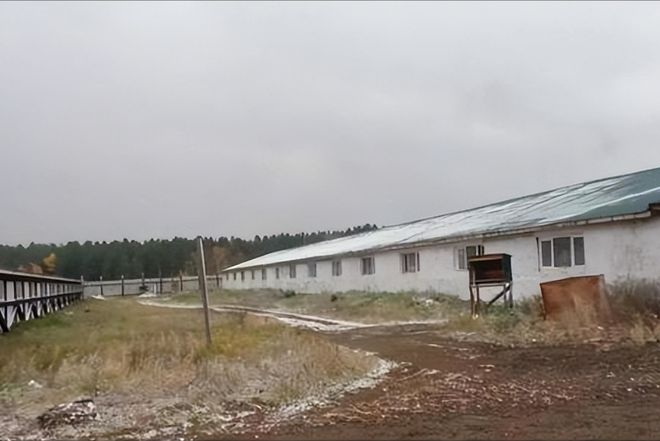 河北小伙跑俄罗斯养猪8年时间成“养猪大王”娶00后大俄美女(图6)