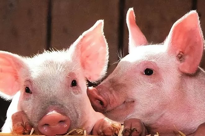 河北小伙跑俄罗斯养猪8年时间成“养猪大王”娶00后大俄美女(图11)