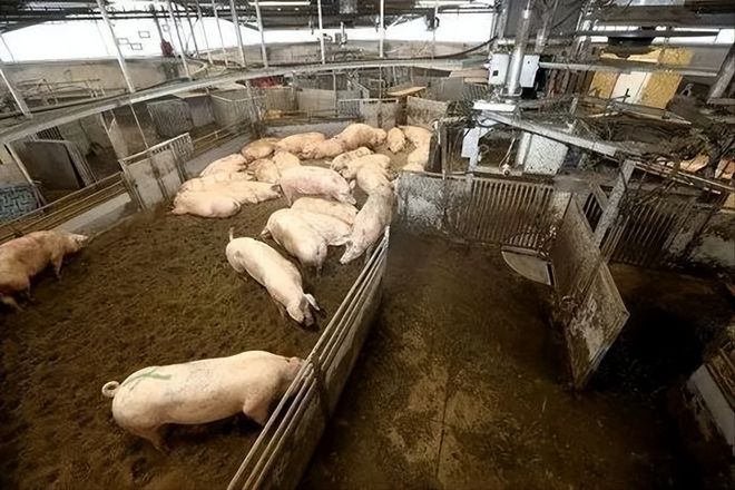 河北小伙跑俄罗斯养猪8年时间成“养猪大王”娶00后大俄美女(图8)