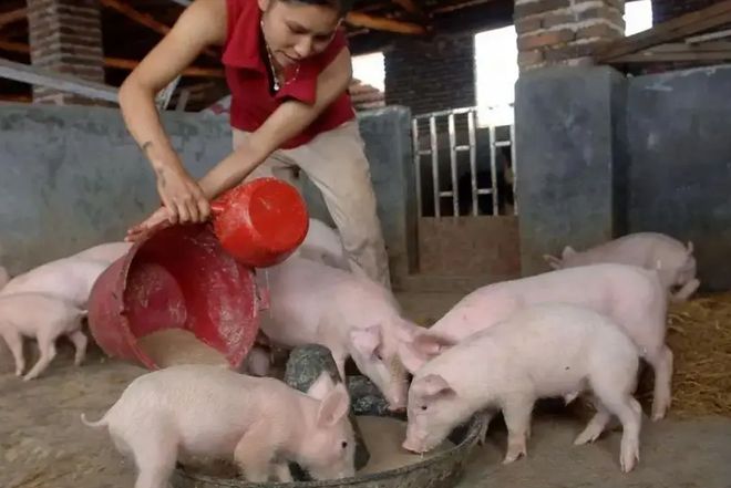 河北小伙跑俄罗斯养猪8年时间成“养猪大王”娶00后大俄美女(图20)