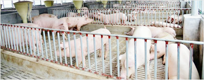 山东佰牧兴畜牧机械有限公司(图7)