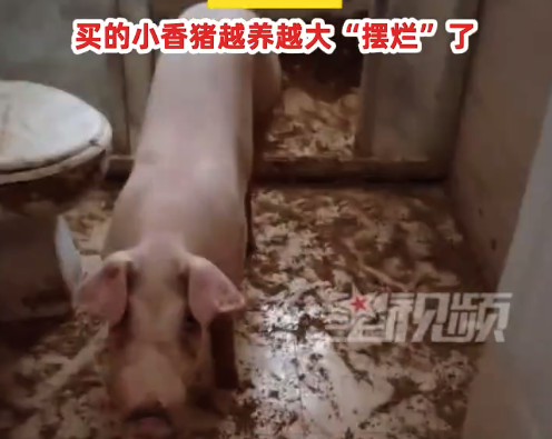 凯发旗舰厅花2000元买的小香猪长成大肥猪在家养猪臭气熏天邻居叫苦