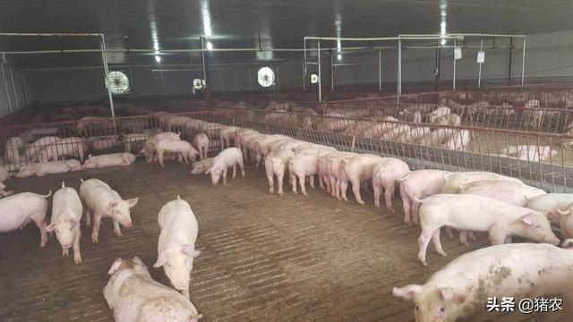 猪价这波反弹可以持续多久？听听咱老养殖户的看法