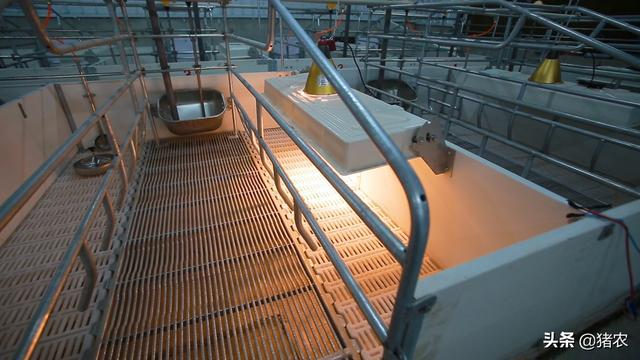 猪价这波反弹可以持续多久？听听咱老养殖户的看法(图6)