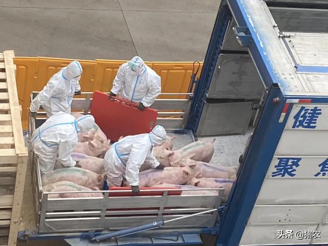 猪价这波反弹可以持续多久？听听咱老养殖户的看法(图3)