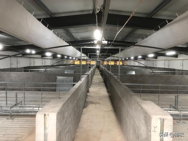 猪价这波反弹可以持续多久？听听咱老养殖户的看法(图2)