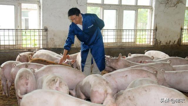 猪价这波反弹可以持续多久？听听咱老养殖户的看法(图5)