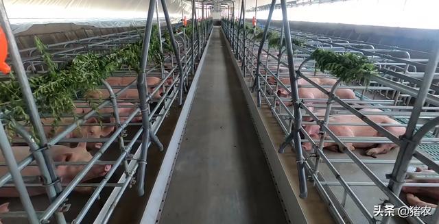 猪价这波反弹可以持续多久？听听咱老养殖户的看法(图4)