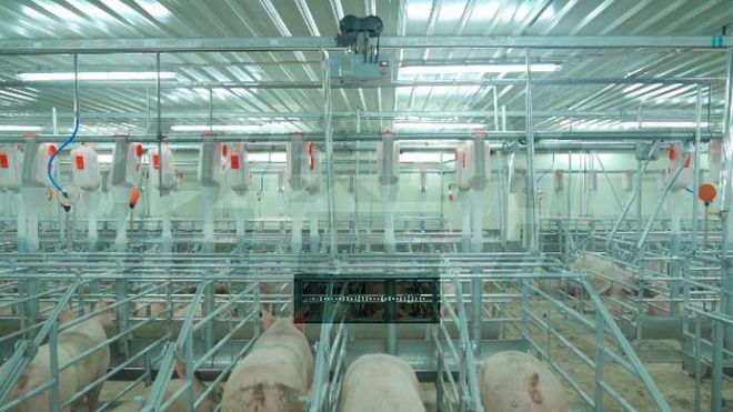 智能养猪机器人如何管控猪舍内环境？