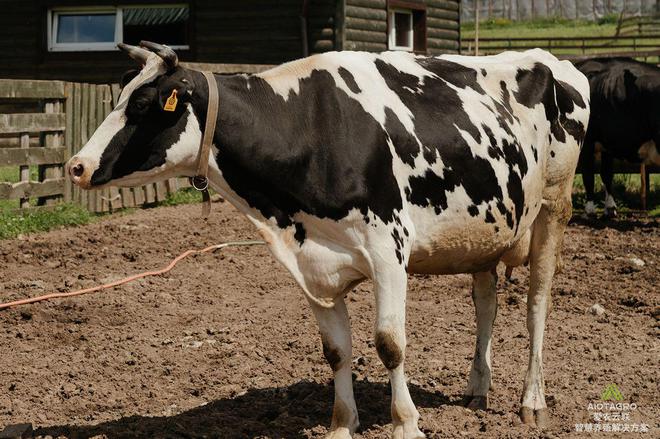 牧场数字化革新：智慧养殖系统的探访之旅