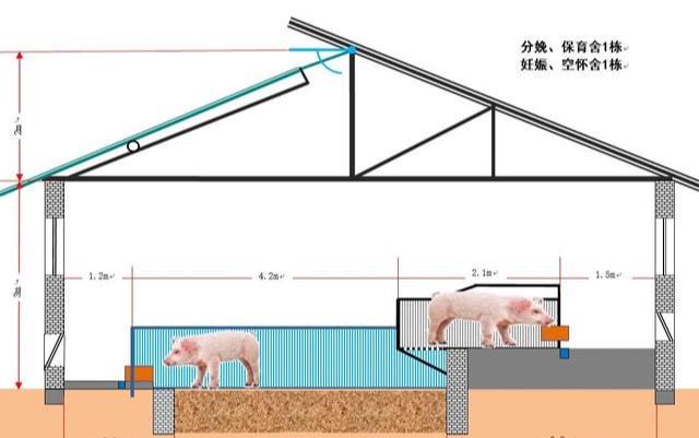 猪场如果自繁自养各种猪舍如何配置？凯发国际(图2)