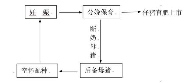 猪场如果自繁自养各种猪舍如何配置？凯发国际