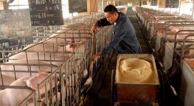 猪场如果自繁自养各种猪舍如何配置？凯发国际(图4)