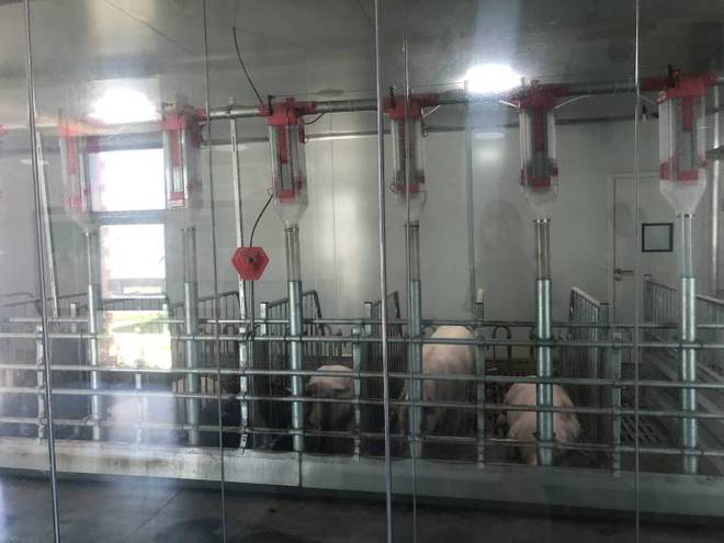 智能耳标监控数据机器人凯发国际巡检自动开空调地暖……桐乡养猪用上了“最强大脑”(图6)