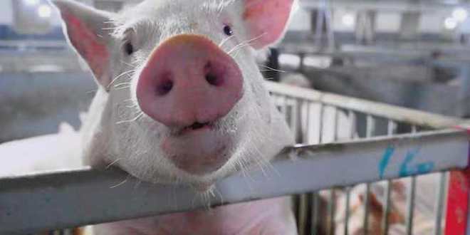 智能耳标监控数据机器人凯发国际巡检自动开空调地暖……桐乡养猪用上了“最强大脑”(图5)